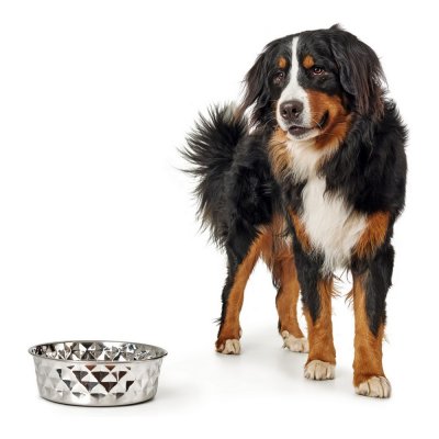 Hundmatare Hunter Namy Silvrig Rostfritt stål Elegant (23,2 x 27,7 x 8,5 cm)