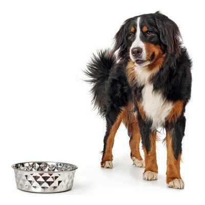 Hundmatare Hunter Rostfritt stål Elegant (325 ml)